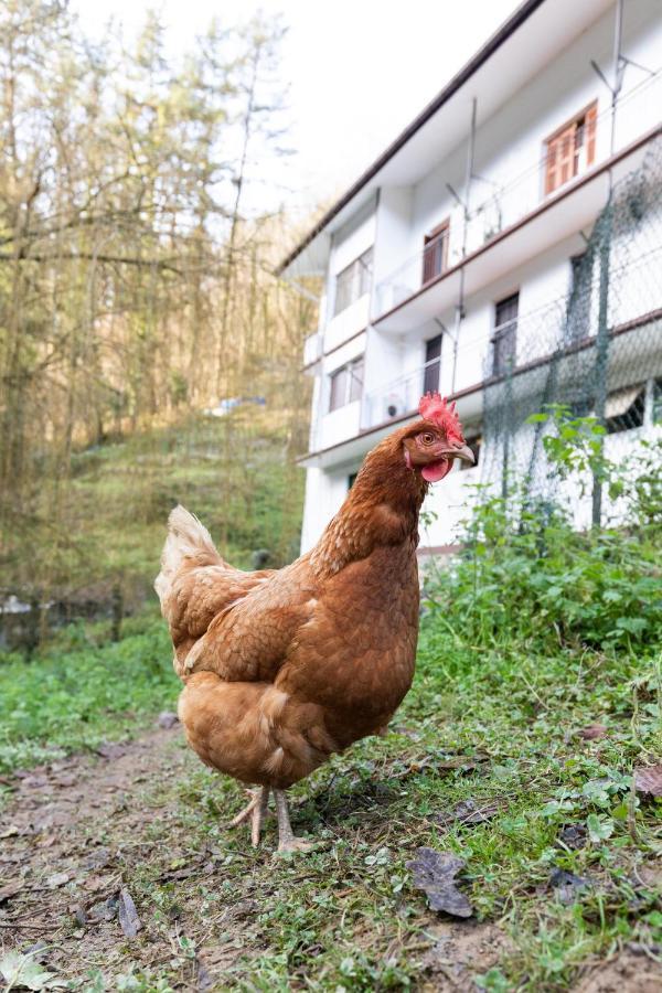 Olotza - Baskey Rentals Hernialde Kültér fotó